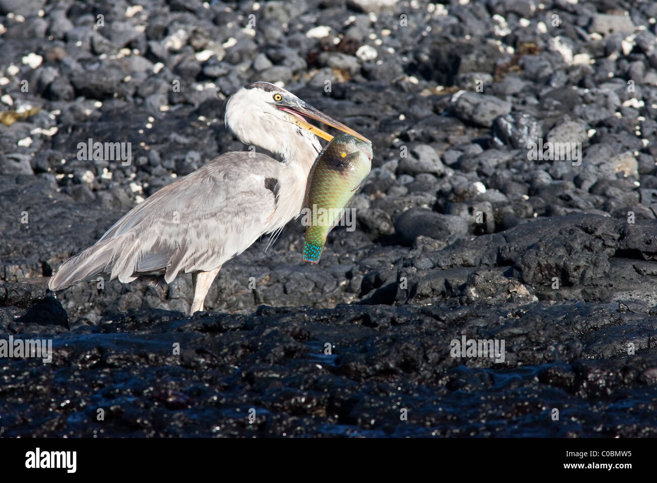 Great Blue Heron with a recently caught Parrot-fish in its beak, Isabela island, Galapagos, Ecuador Stock Photo