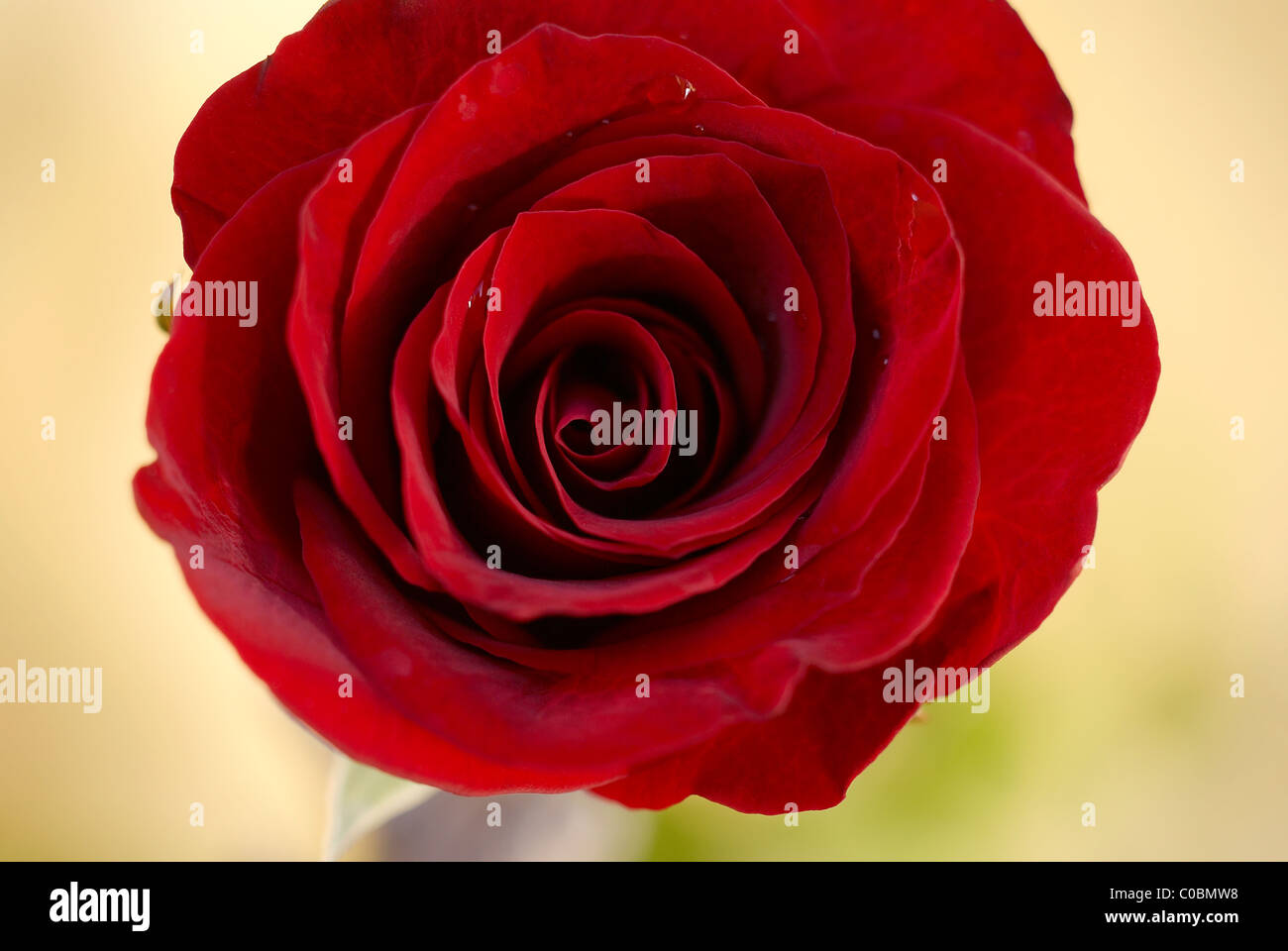 red rose, rose stem, close-up rose, red rose, rose petal, red rose petal, macro rose stem, close up rose stem Stock Photo