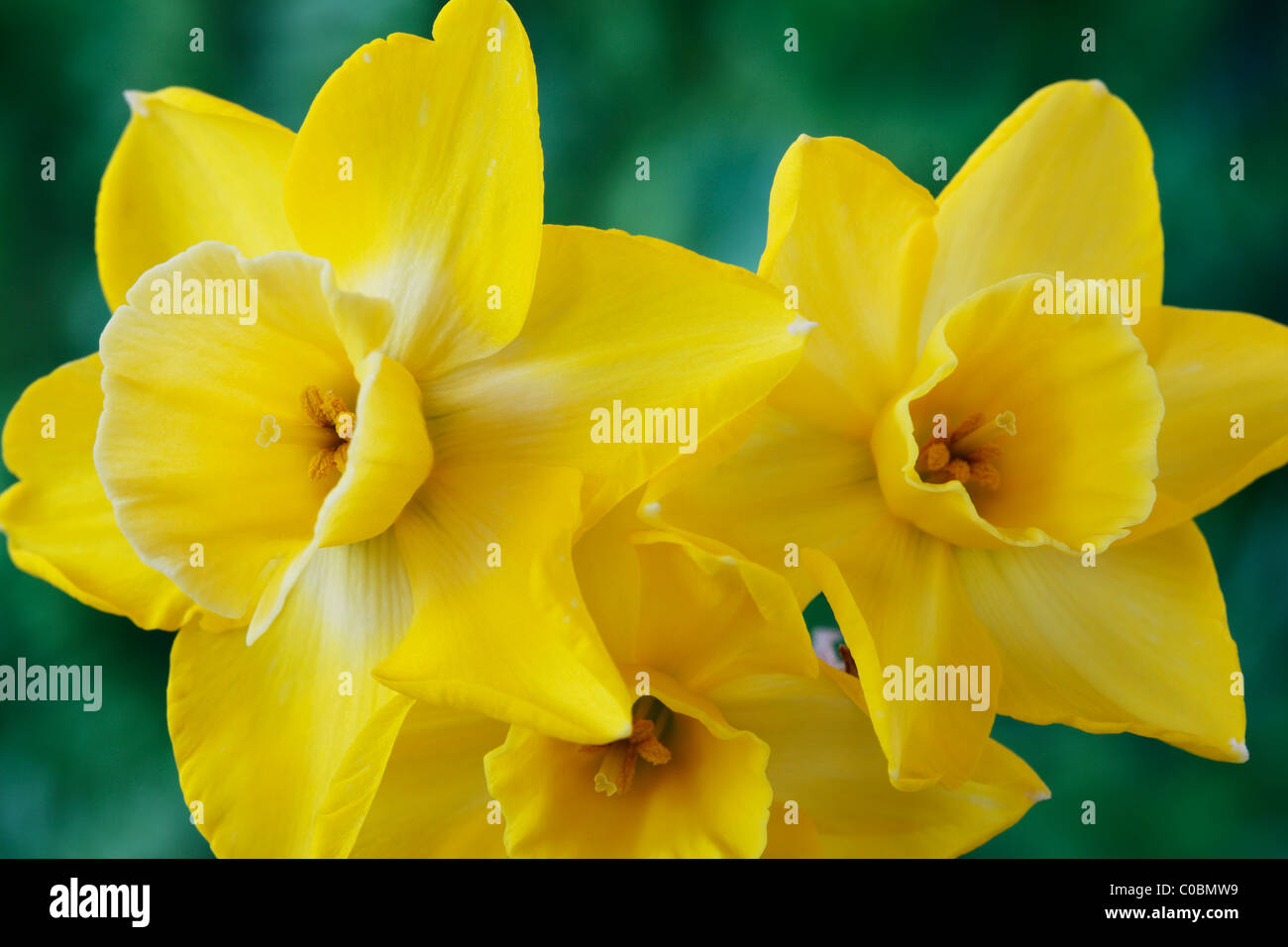 Narcissus 'Hillstar' AGM Daffodil Div 7 Jonquilla April Stock Photo Alamy