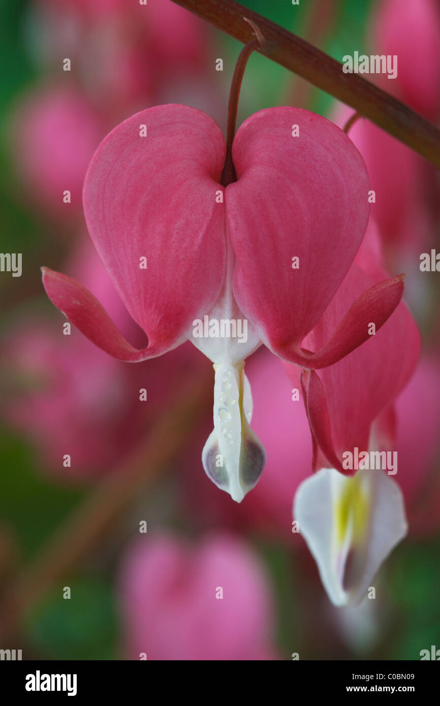 Lamprocapnos spectabilis Syn Dicentra spectabilis AGM Bleeding heart, Lyre flower April Stock Photo