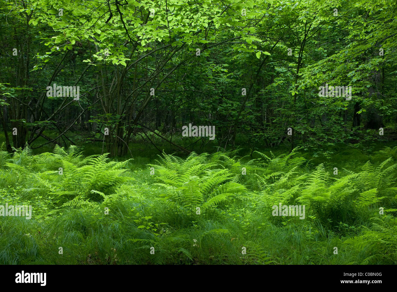 Shady deciduous stand of Bialowieza Forest in springtime with fresh green grassy bottom and ferns Stock Photo