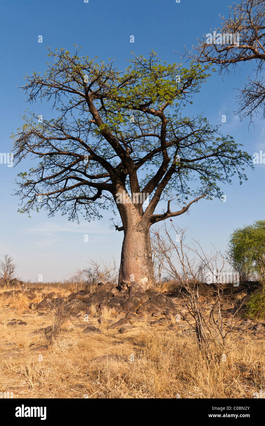 A baobab tree in Botswana. Blue sky, stony ground. Stock Photo