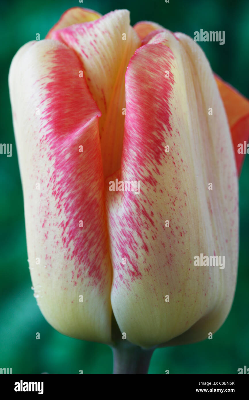 Tulipa 'Tequila Sunrise' Tulip Triumph Group April Stock Photo Alamy