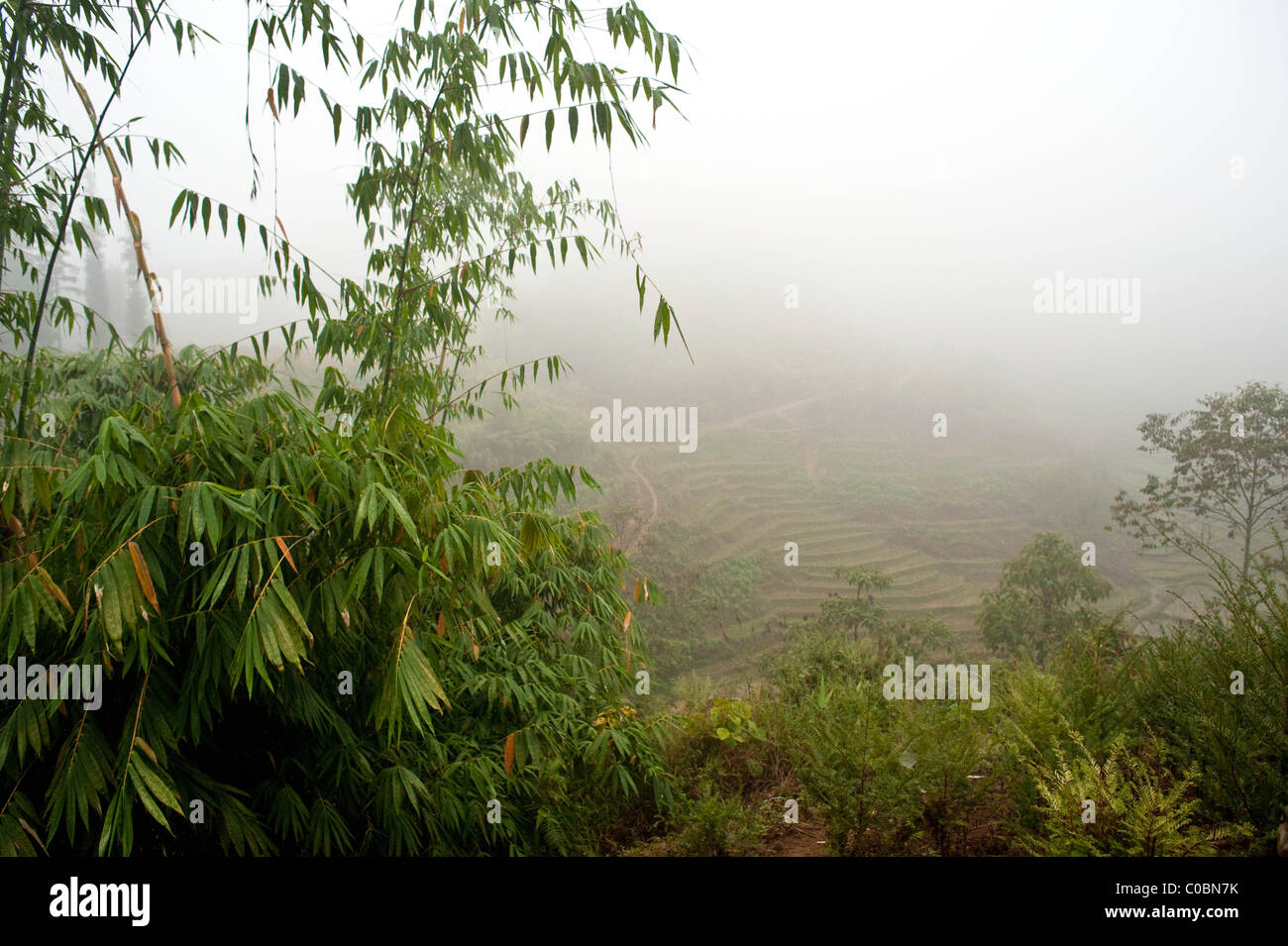 Yew Tree project in Yunnan, Southern China for medicine fabrication Stock Photo
