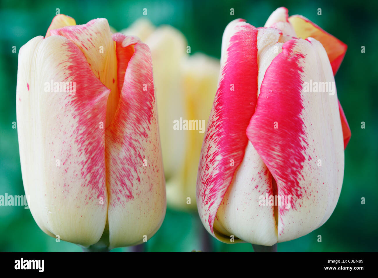 Tulipa 'Tequila Sunrise' Tulip Triumph Group April Stock Photo Alamy