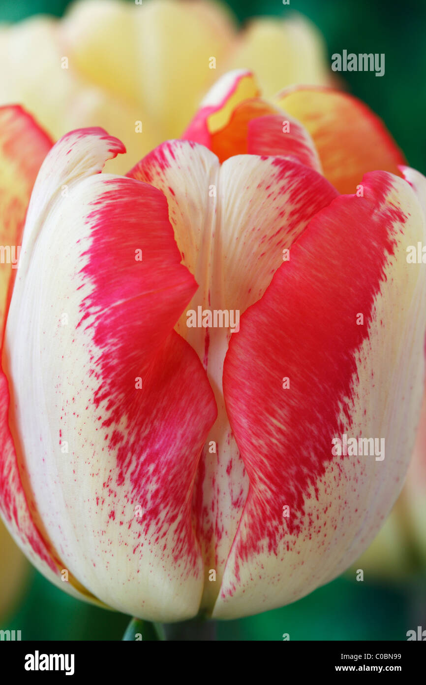 Tulipa 'Tequila Sunrise' Tulip Triumph Group April Stock Photo Alamy