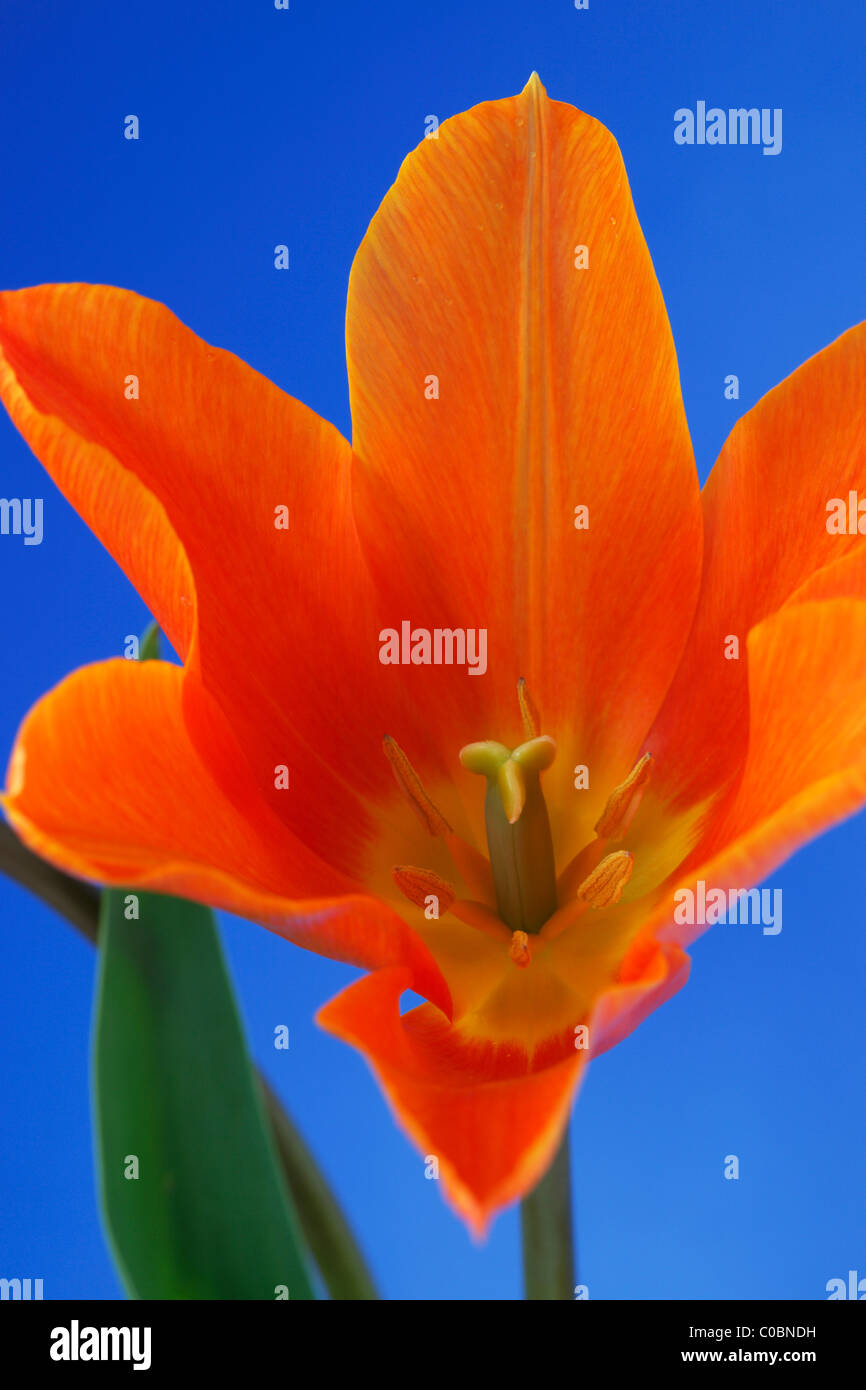 Tulipa 'Ballerina' AGM Tulip Lilyflowered Group April Stock Photo Alamy