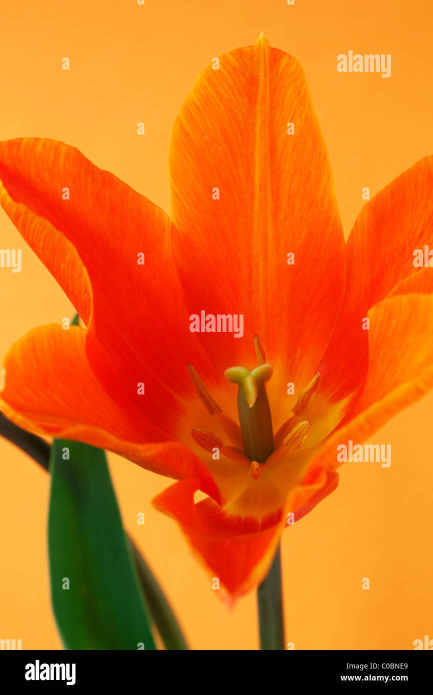 Tulipa 'Ballerina' AGM Tulip Lilyflowered Group April Stock Photo Alamy