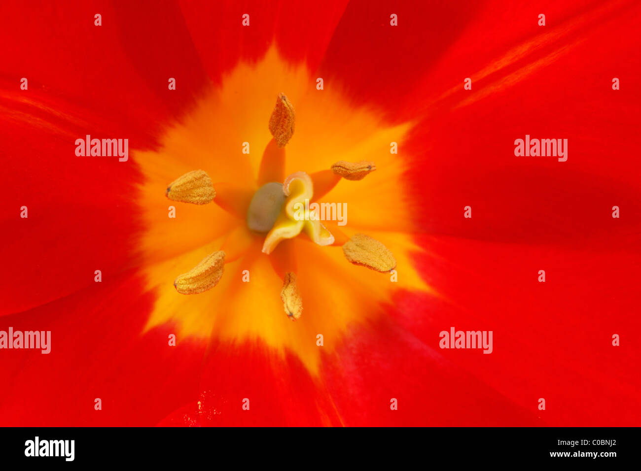 Tulipa 'Typhoon' Tulip Triumph Group April Stock Photo