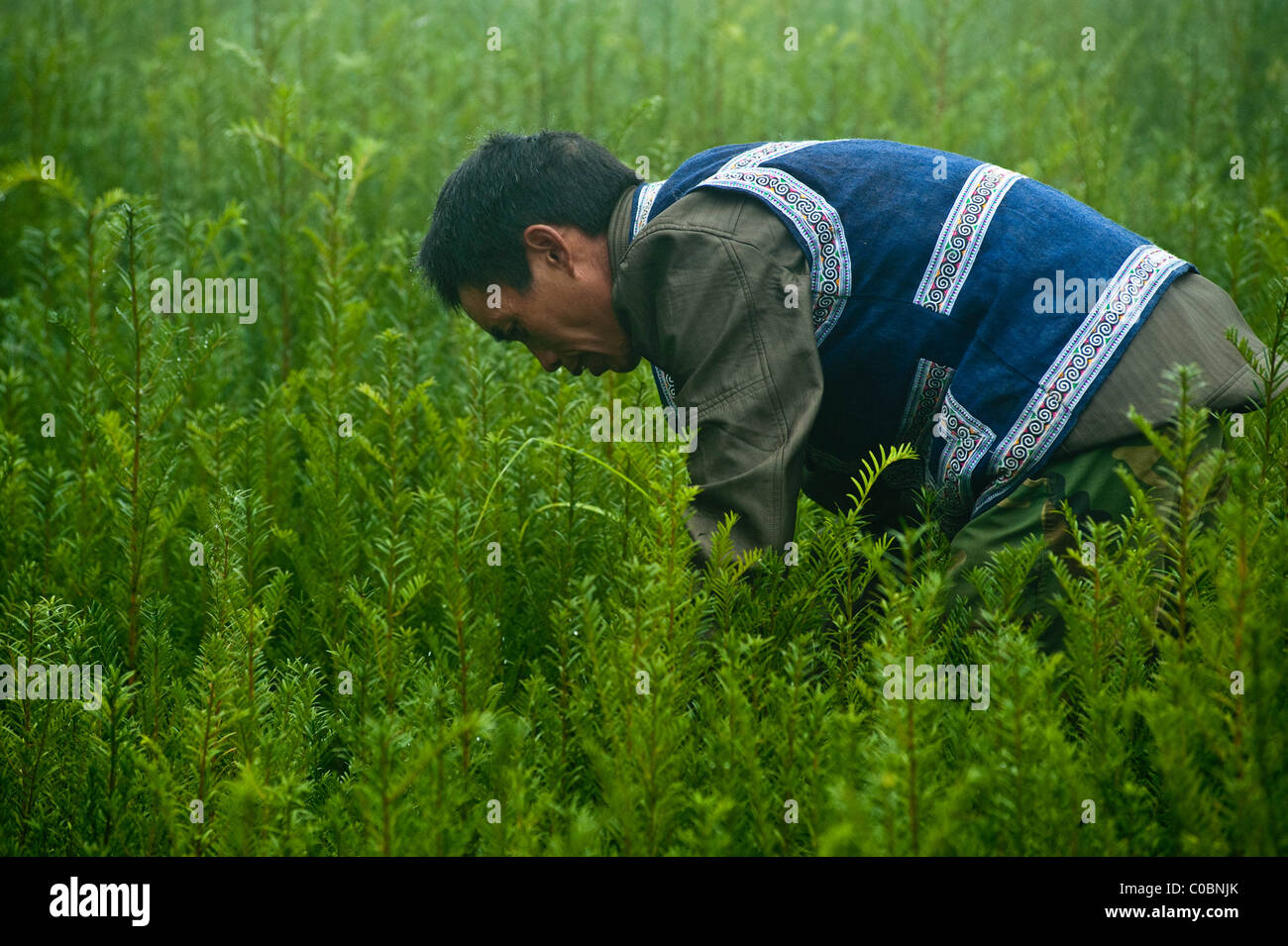 Miao people working on a Taxus / Yew tree plantation project Stock Photo