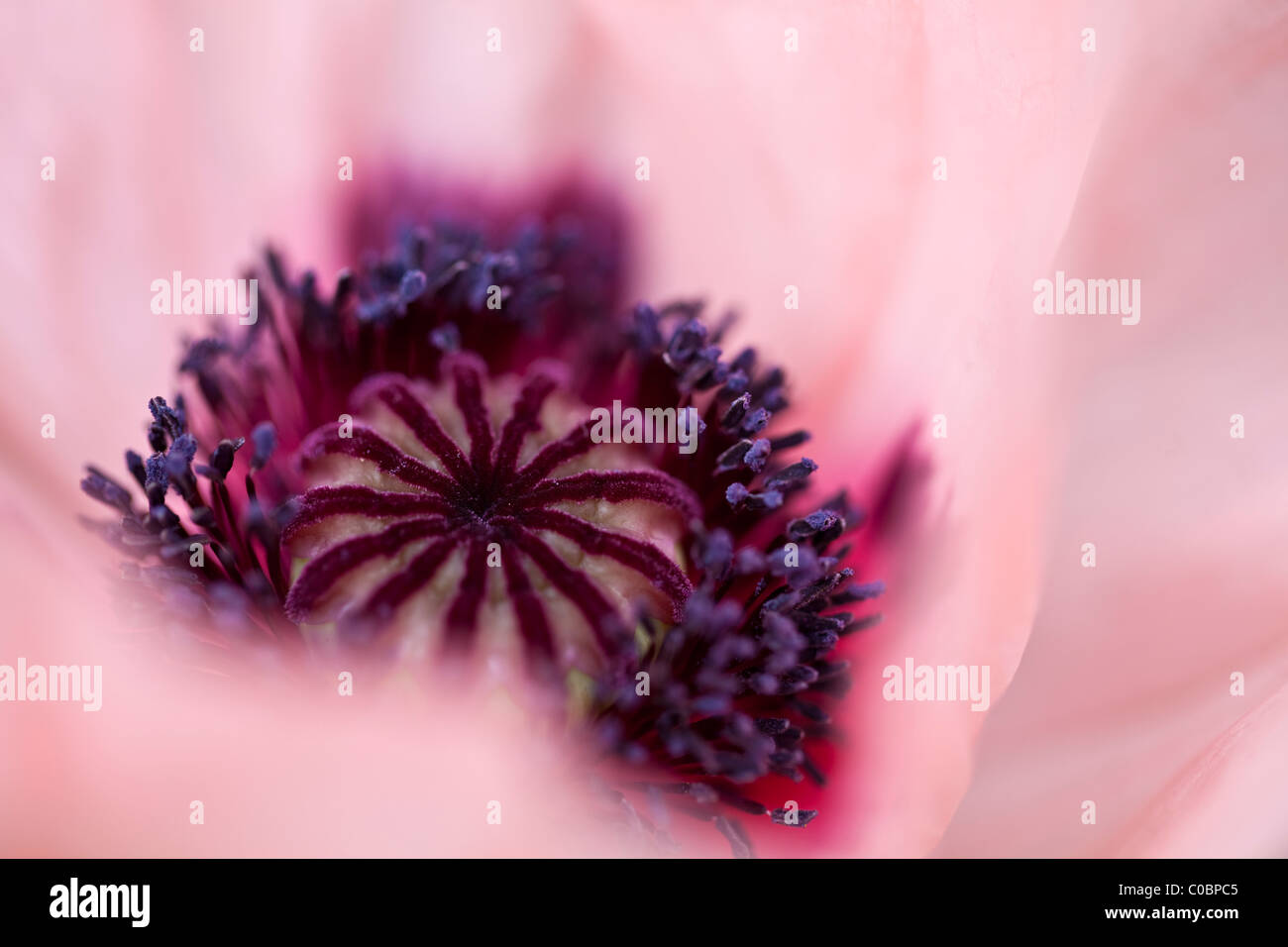 Soft focus flower hi-res stock photography and images - Alamy