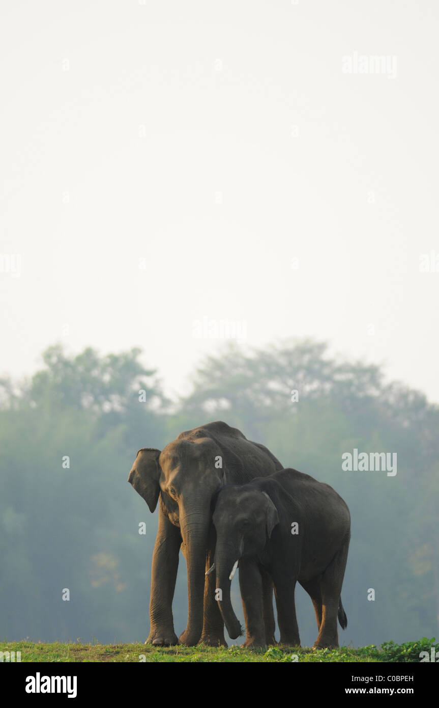 Asian Elephant mother and calf displaying affection on an island in the Kabini river in Nagarahole Tiger Reserve, India Stock Photo