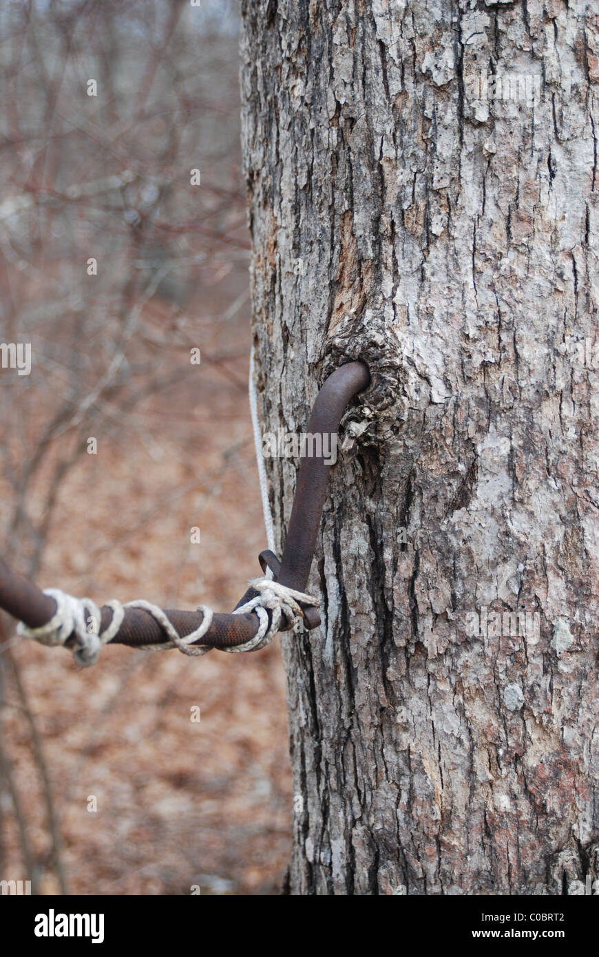 Screw in step, became part of the tree over time Stock Photo Alamy