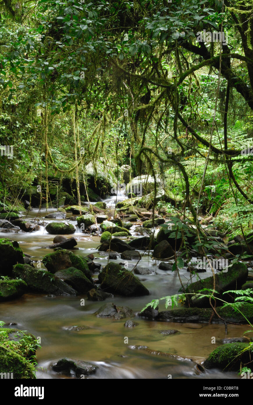 A stream in the rainforest of Ranomafana National Park, Madagascar. Stock Photo