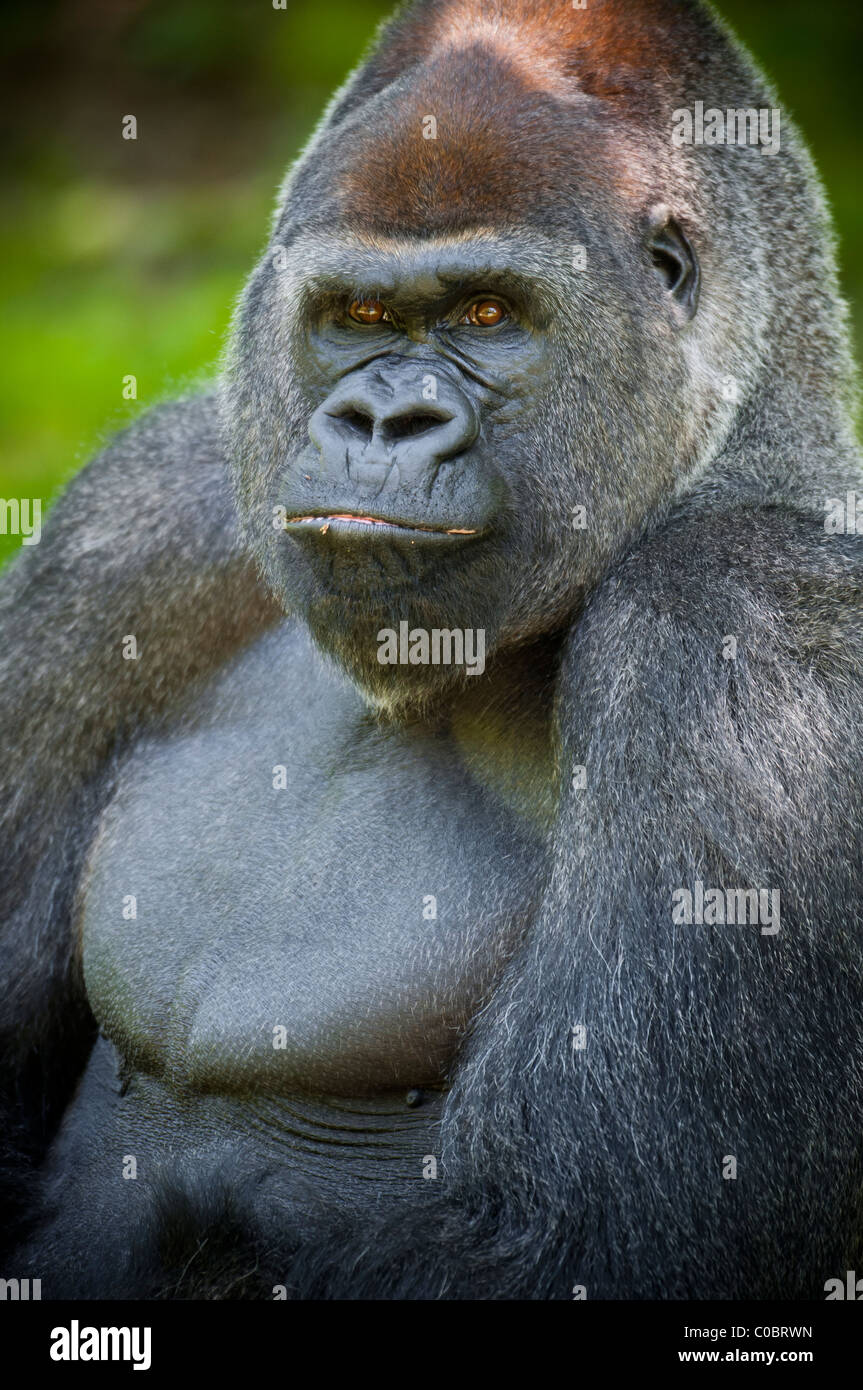 Male Gorilla On A Large Rock While Resting His Hand On His Face Background,  Cool Pose, Handsome Gorilla, Hd Photography Photo Background Image And  Wallpaper for Free Download