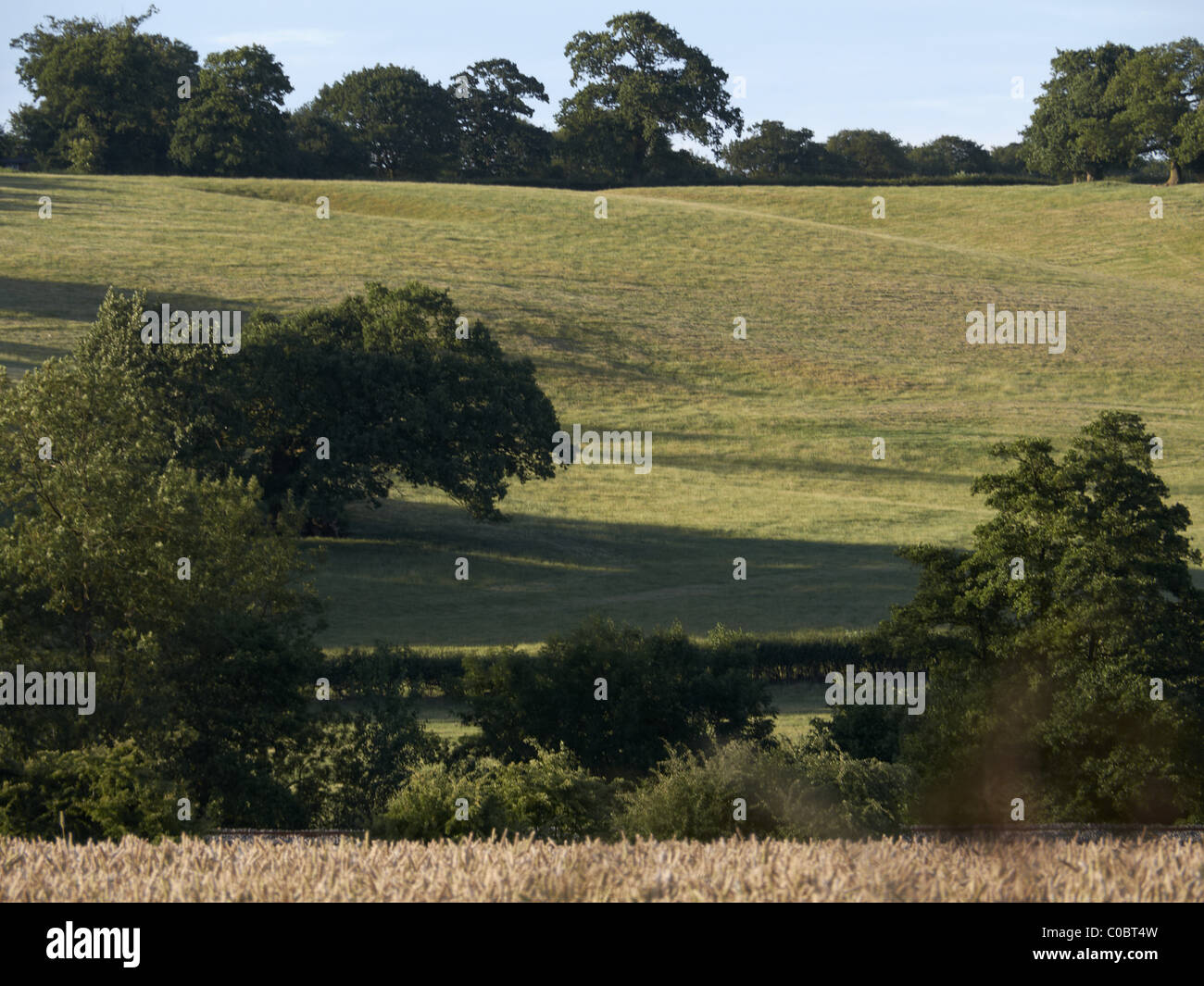 crops wheat cornfield farming agriculture field spring green food property real estate