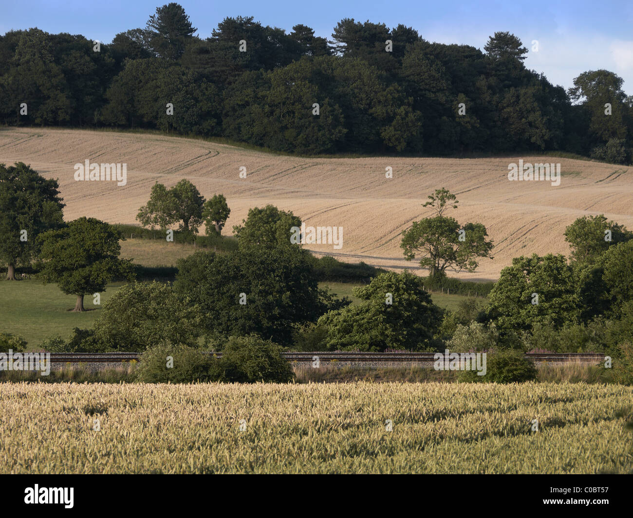 crops wheat cornfield farming agriculture field spring green food property real estate