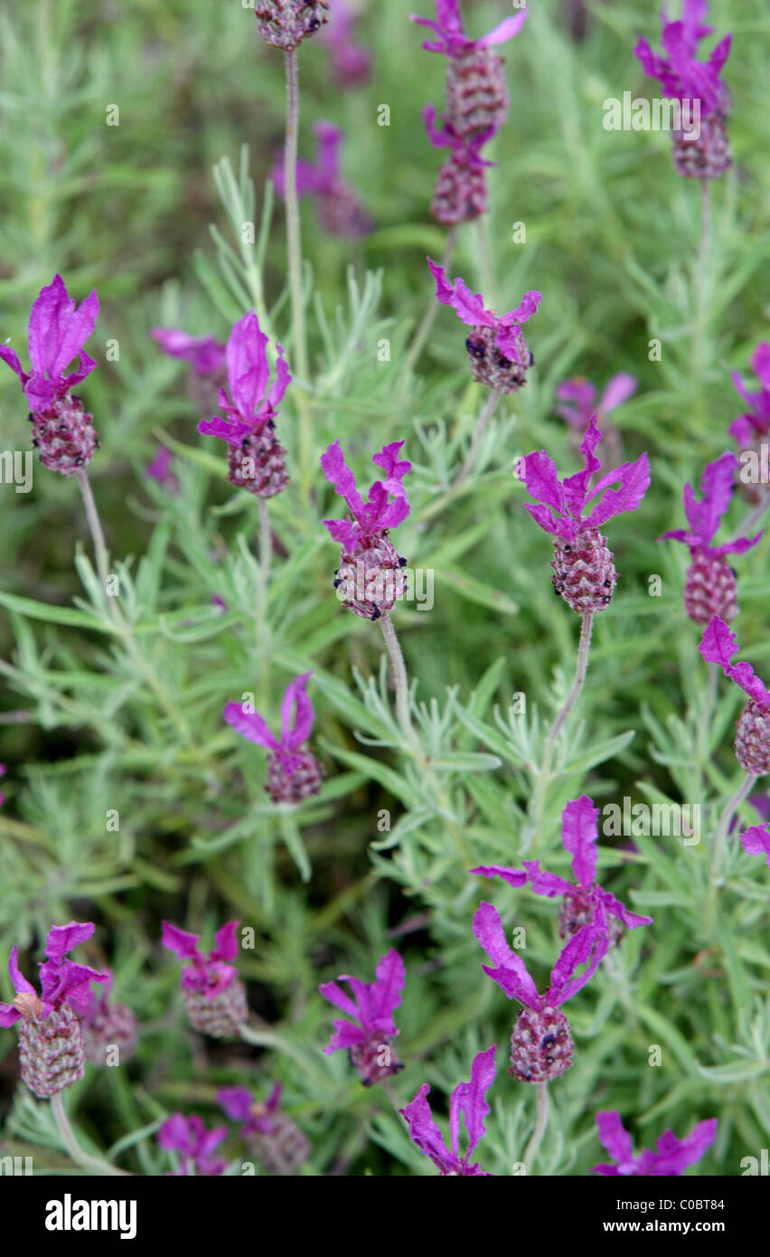 Lavandula stoechas Castilliano Violet pot  1 litre Lavande papillon