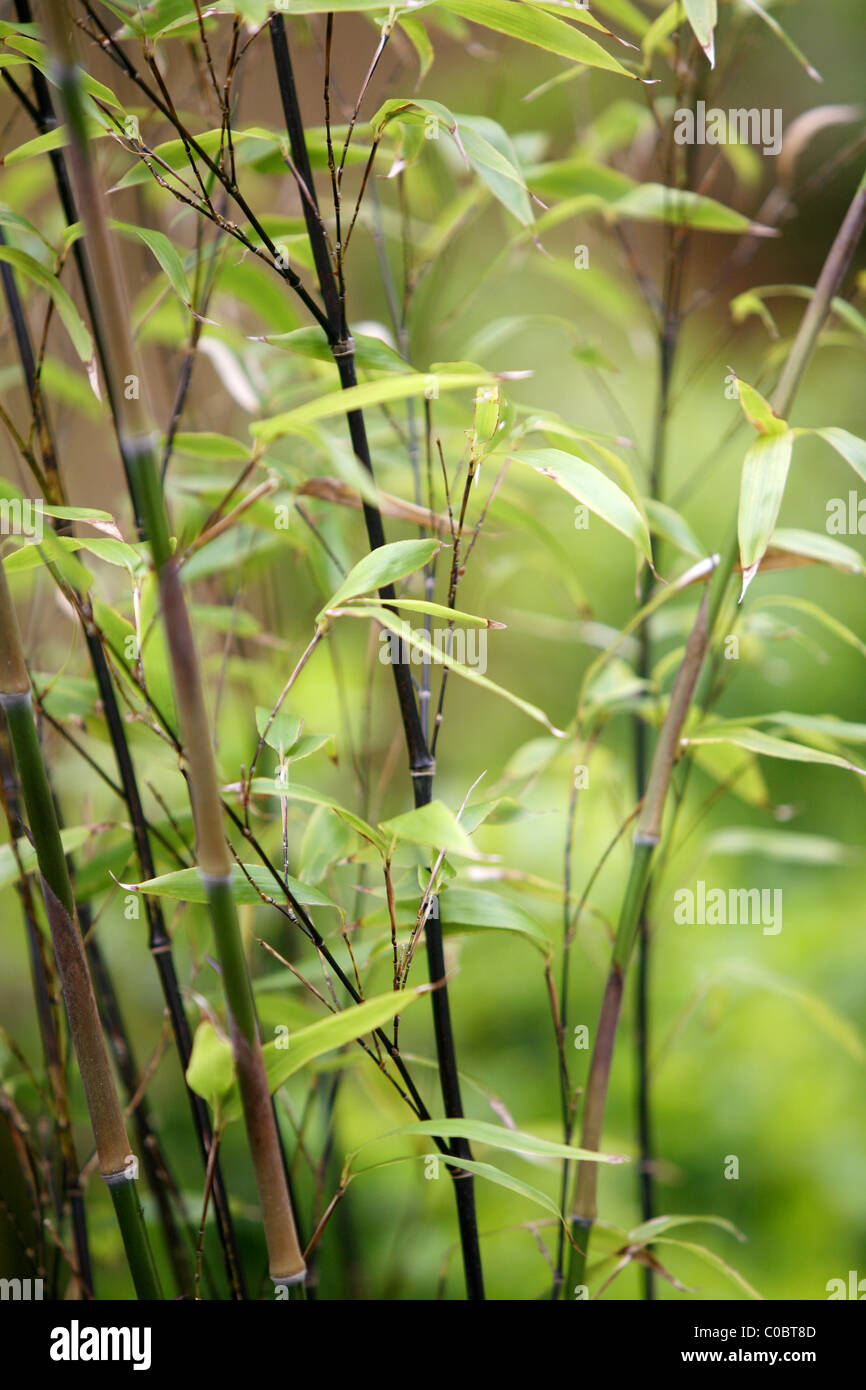 Black bamboo Phyllostachys nigra Stock Photo - Alamy