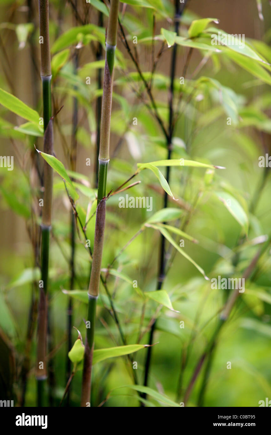 Black bamboo Phyllostachys nigra Stock Photo Alamy
