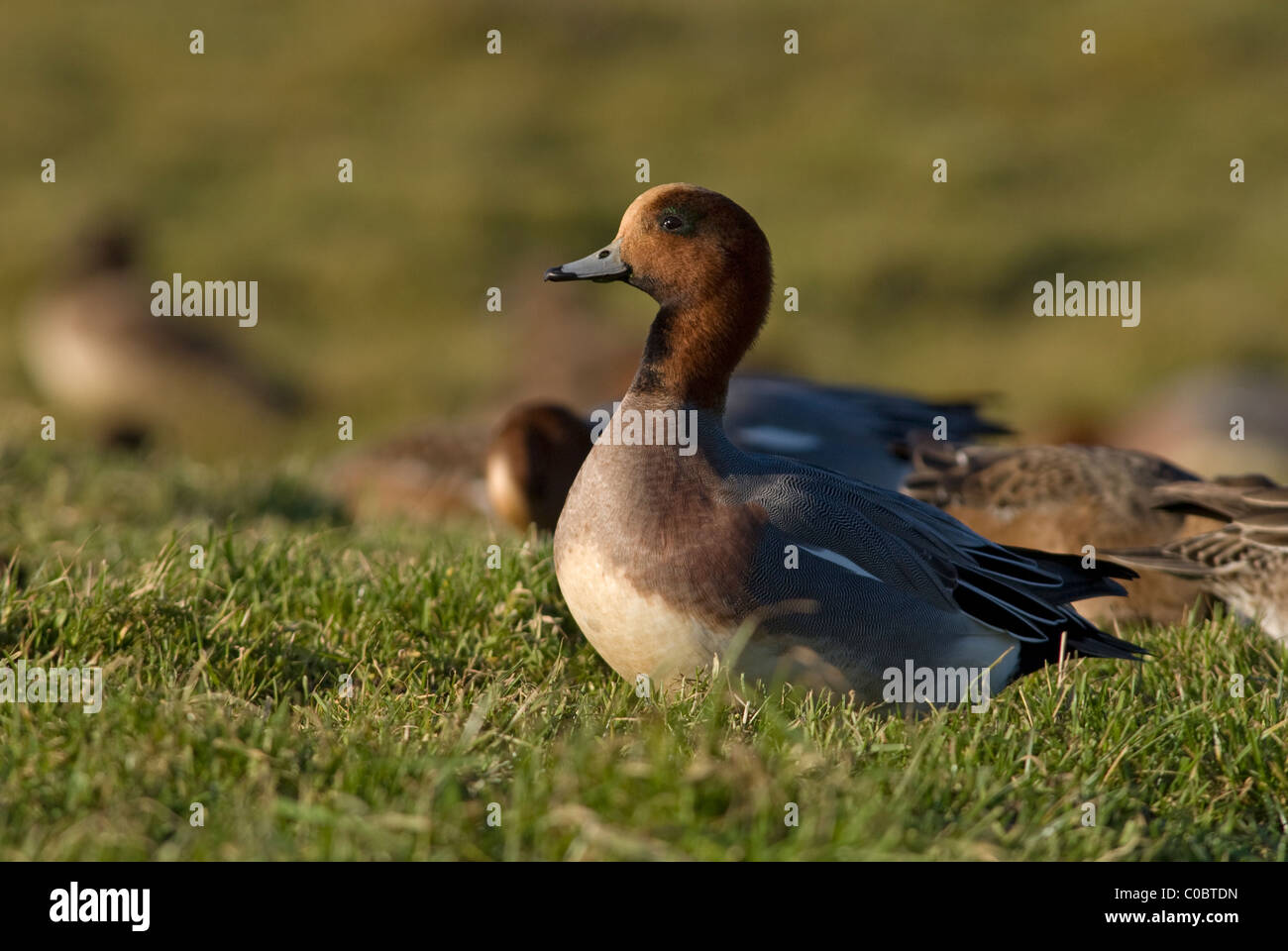 Wigeon, (Anas penelope), male Stock Photo