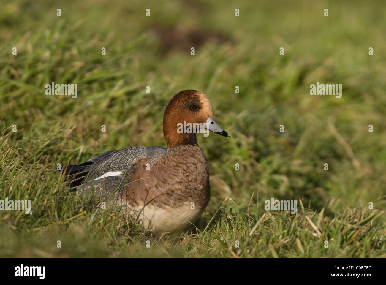Wigeon, (Anas penelope), male Stock Photo
