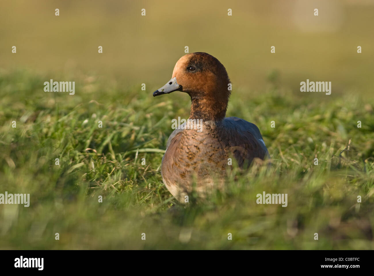 Wigeon, (Anas penelope), male Stock Photo