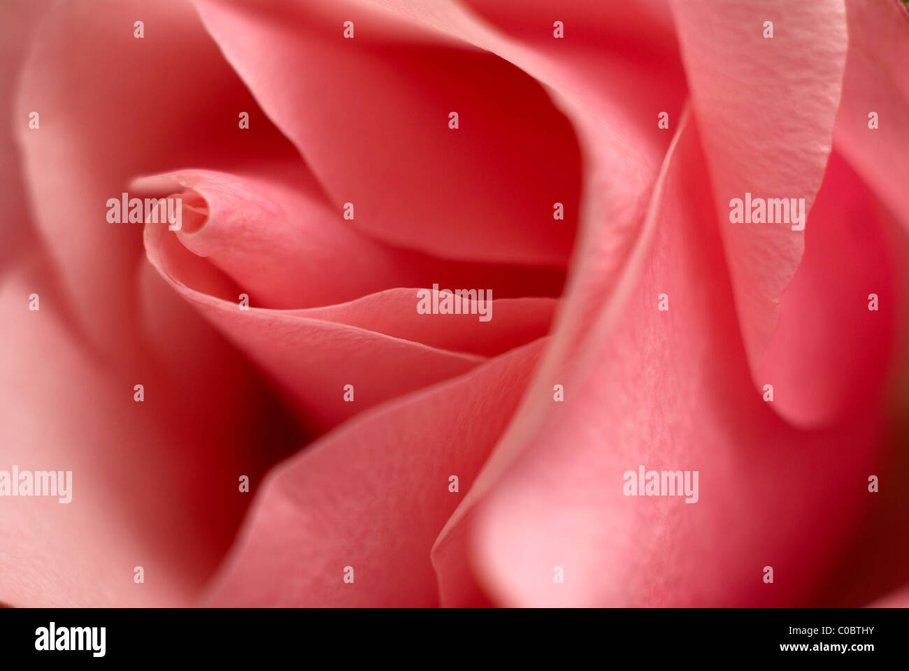 Pink rose, rose, macro, close-up, close up, petals, petal, pink rose petals, flower, flowers, love, friendship, valentines Stock Photo