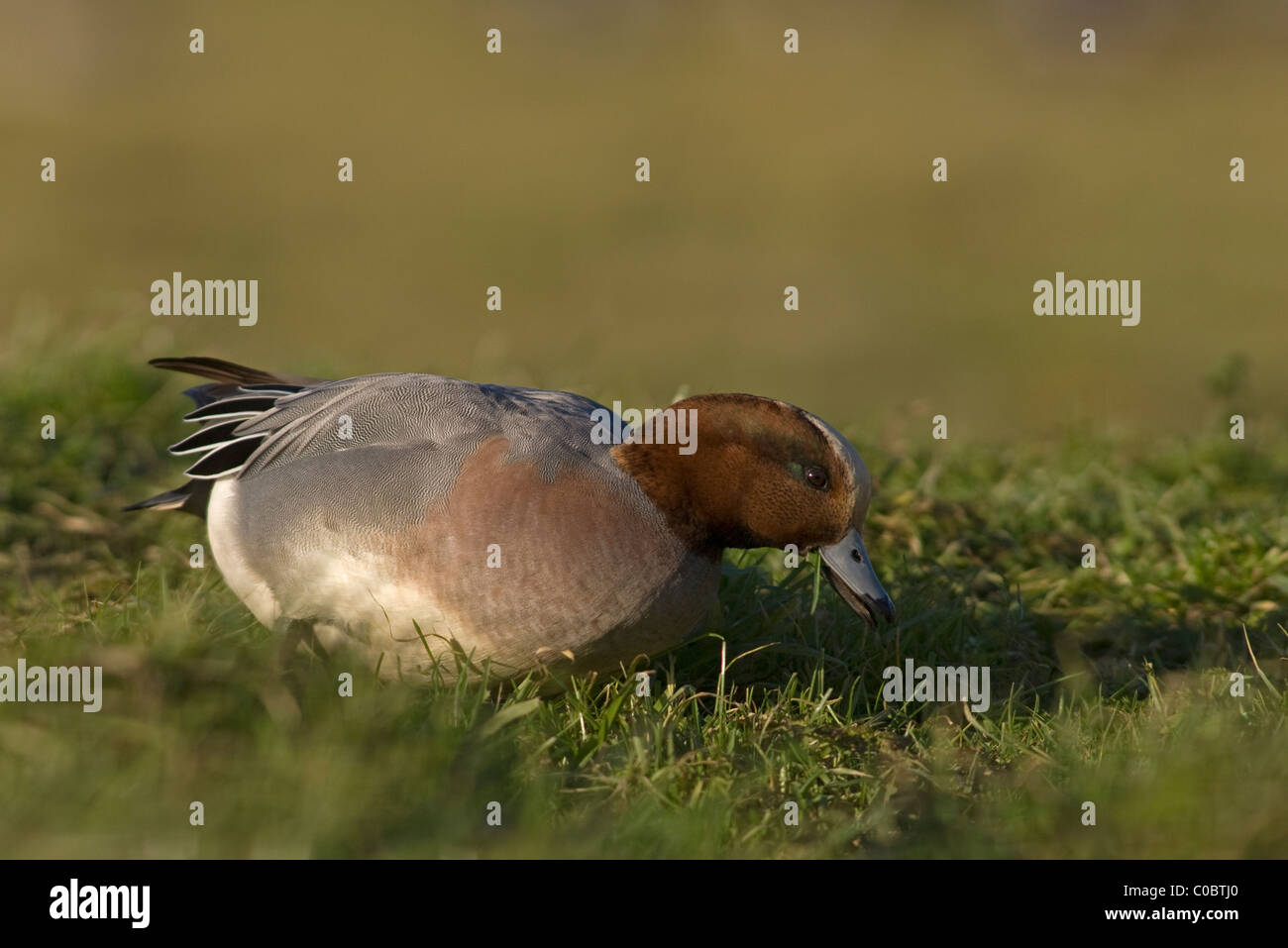 Wigeon, (Anas penelope), male feeding Stock Photo