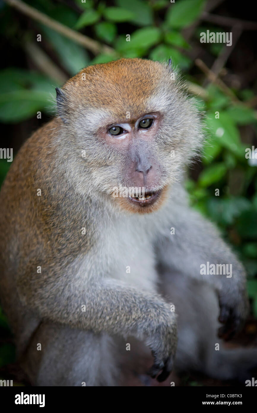 Long-Tailed Macaque, Taman Alam, Kuala Selangor Stock Photo