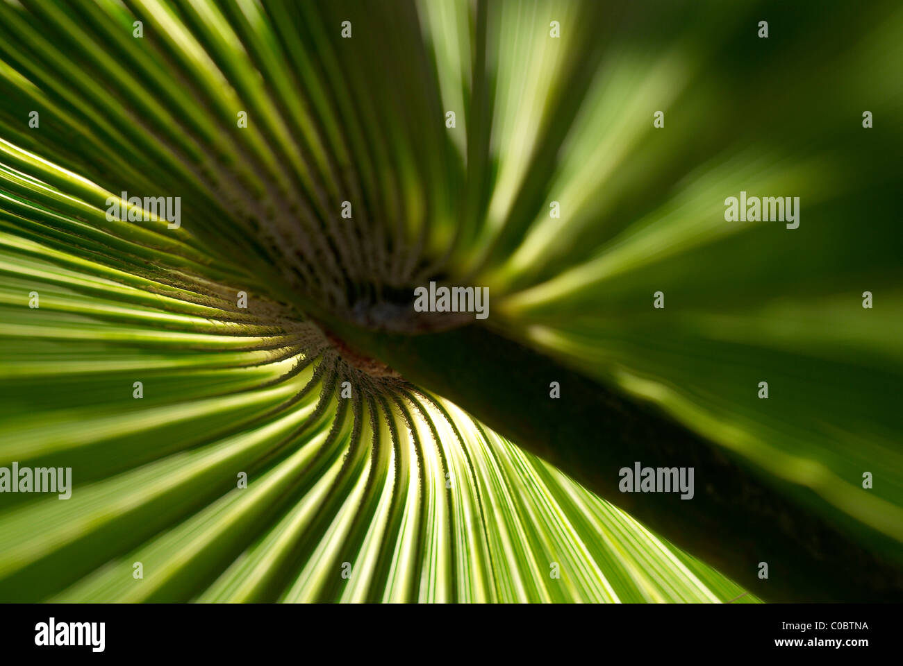 Green palm leaf Stock Photo