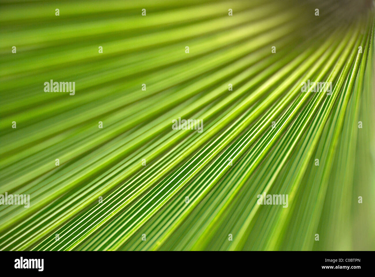 Green palm leaf Stock Photo