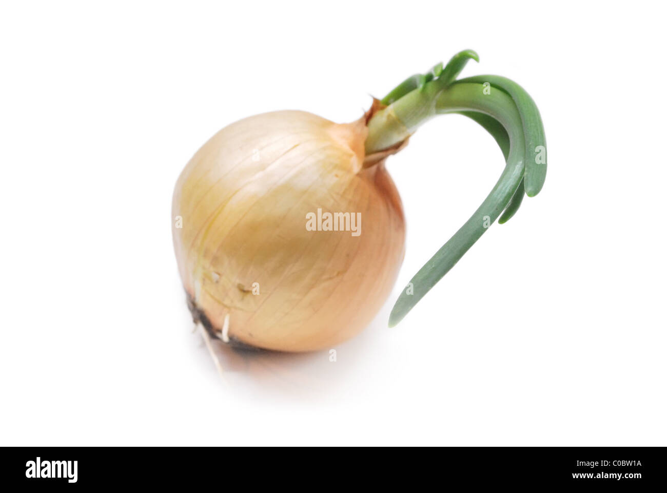 onion isolated on white background Stock Photo - Alamy