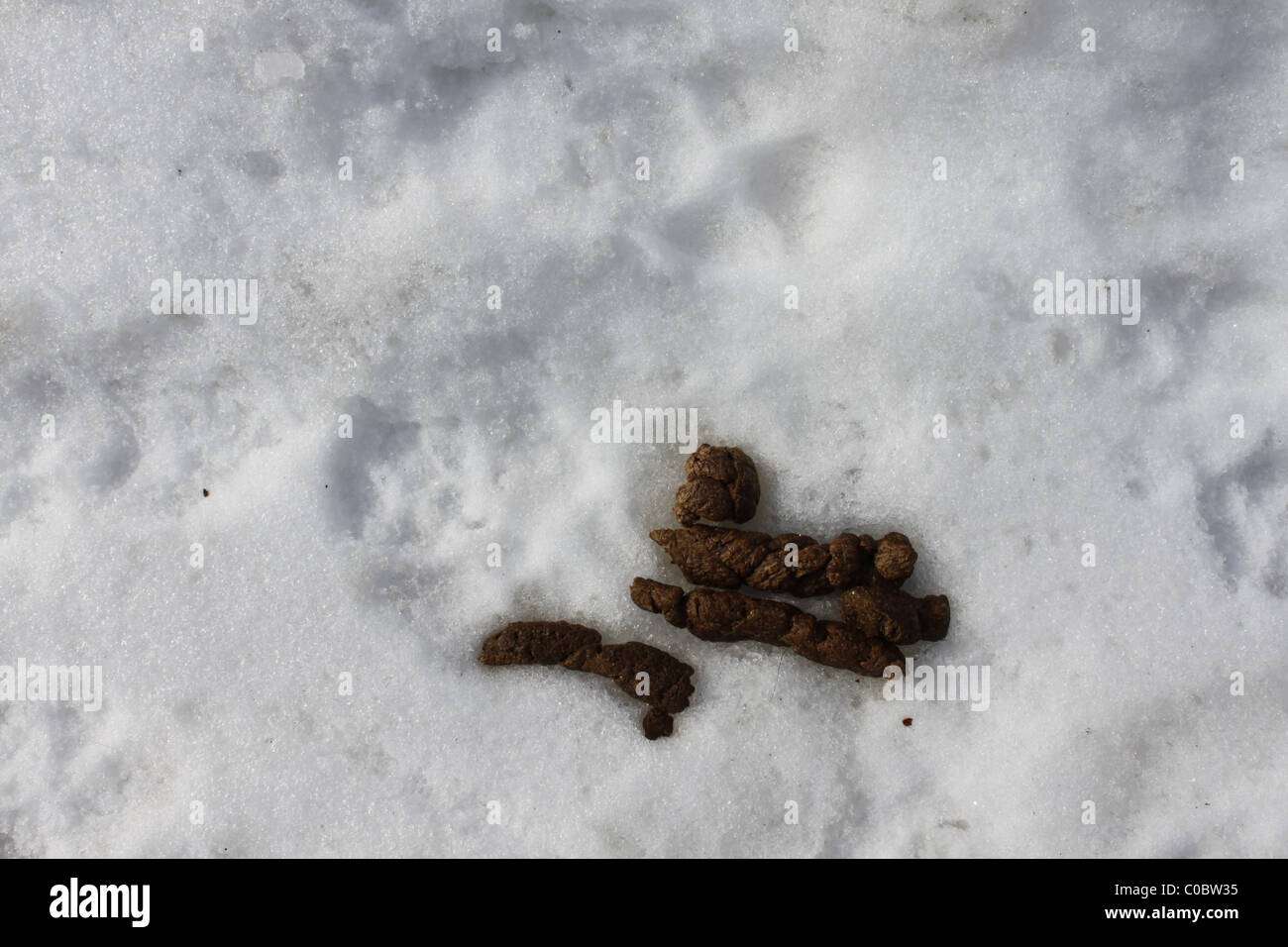 Dog Poop in the snow Stock Photo Alamy