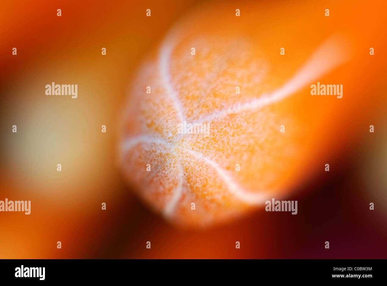 Orange honeysuckle, Lonicera ciliosa, orange flower, honeysuckle, macro, focus, white veins, orange stamen, spring, fire, sun Stock Photo