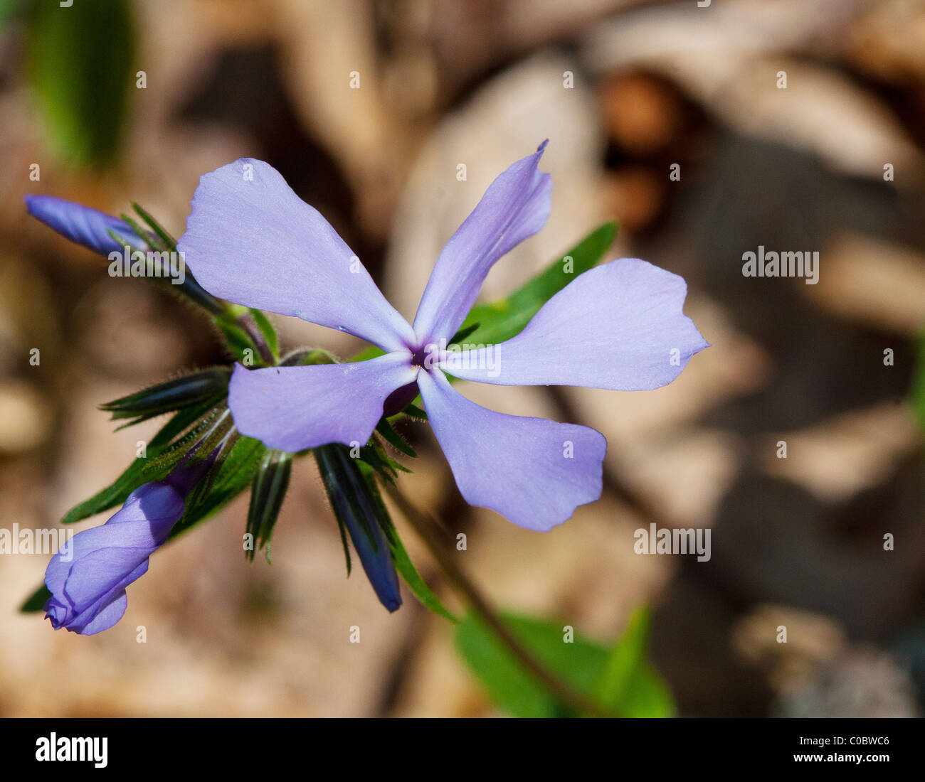 Wild Blue Phlox (Phlox divaricata Stock Photo Alamy