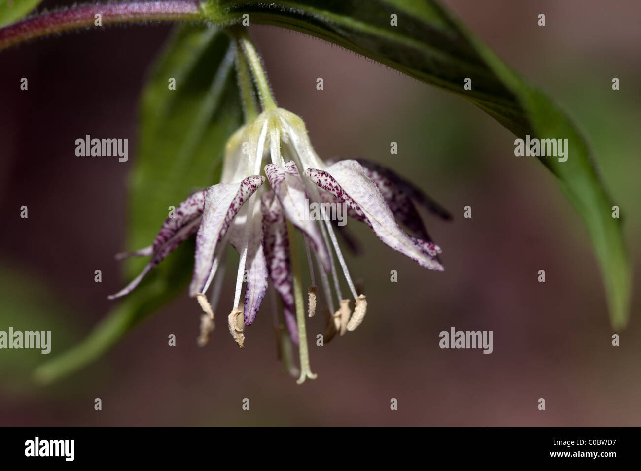 Nodding Mandarin, Prosartes maculata (Disporum maculatum) Stock Photo