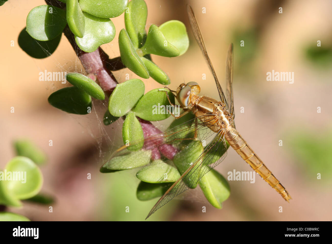 Dragonfly closeup on a plant in the wild Stock Photo - Alamy