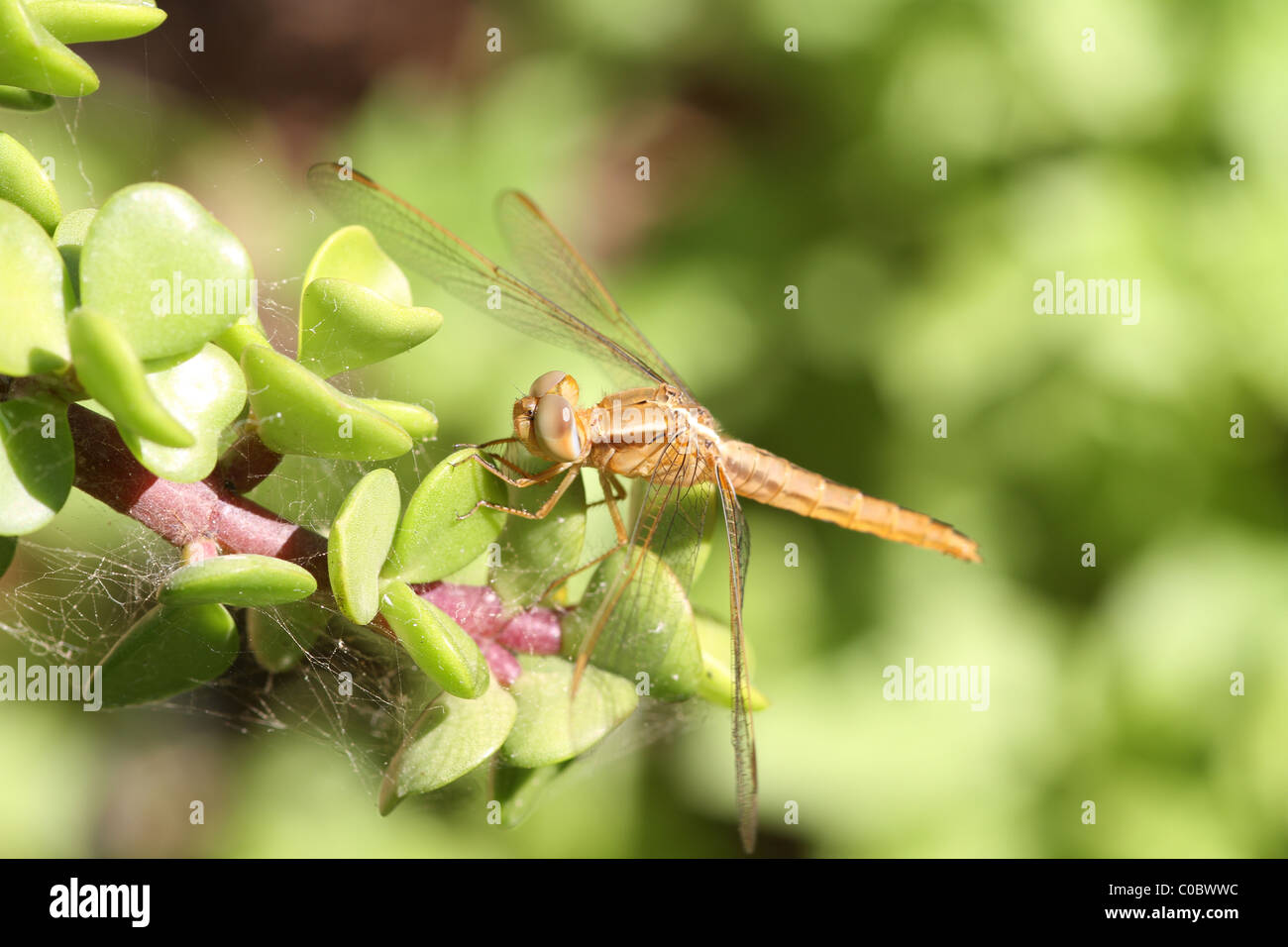 Dragonfly closeup on a plant in the wild Stock Photo - Alamy