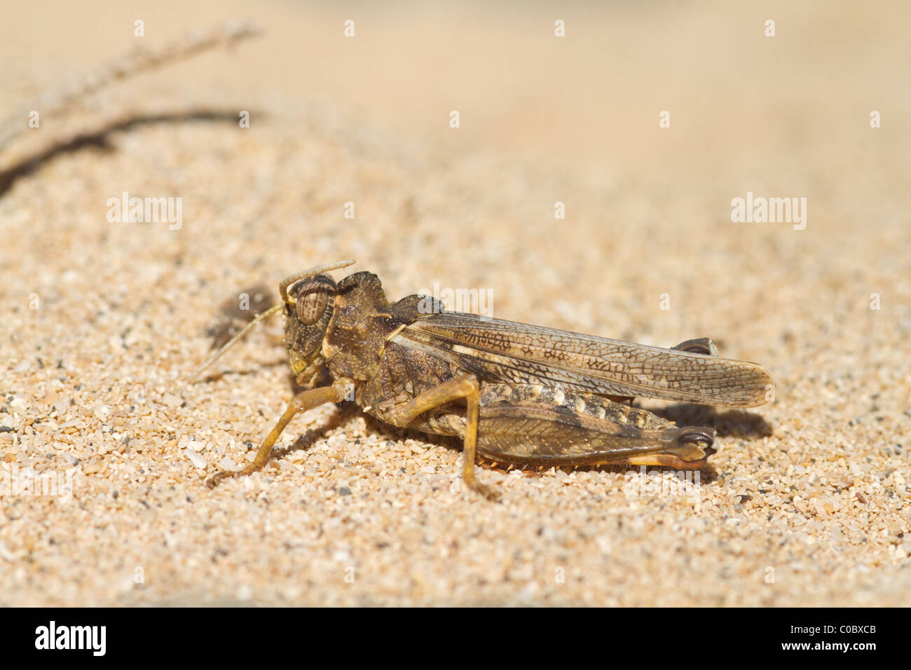 Grasshopper (Orthoptera) resting on a gravel beach Stock Photo