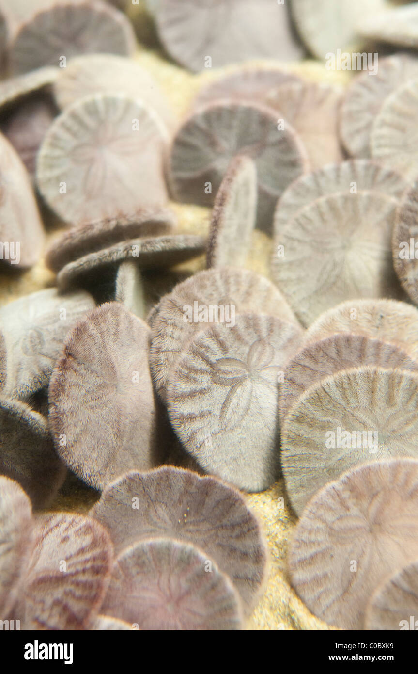 Living Eccentric sand dollars (Dendraster excentricus), California, USA Stock Photo