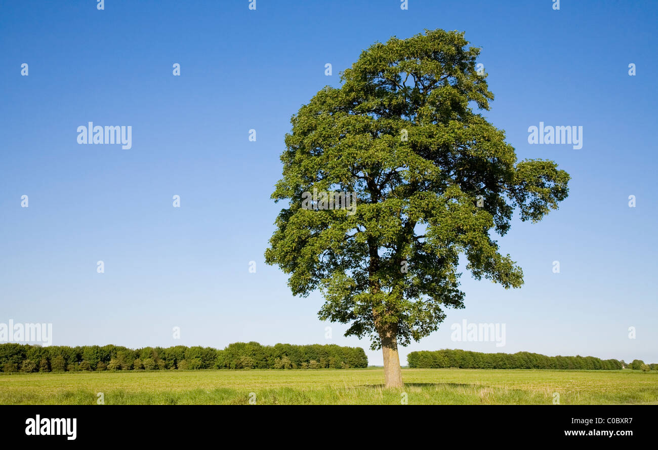 Solitary tree, Lincolnshire Stock Photo