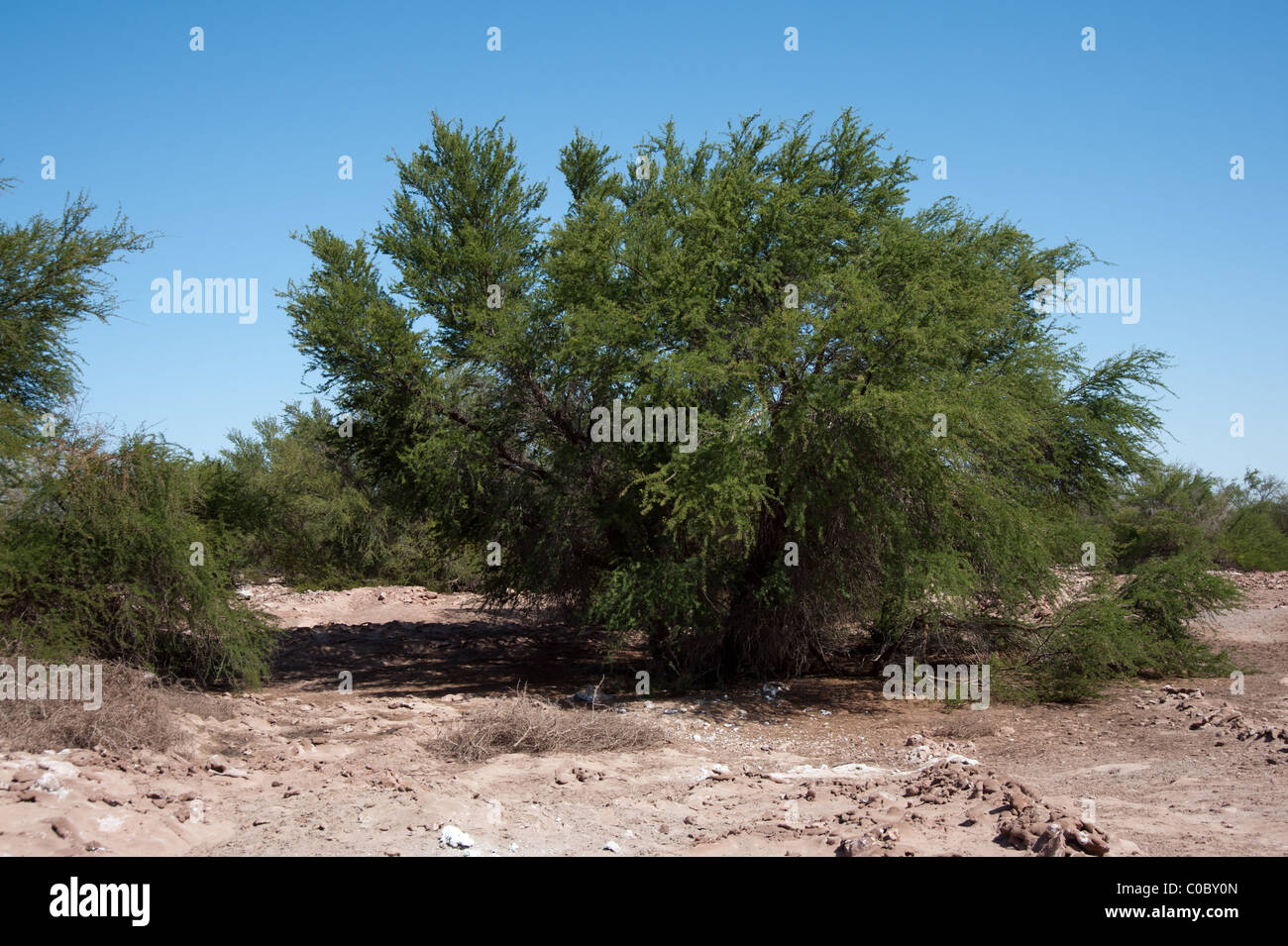 Prosopis tamarugo, Tamarugo. Only found in northern Chile, particularly in the pampa del Tamarugal. Stock Photo