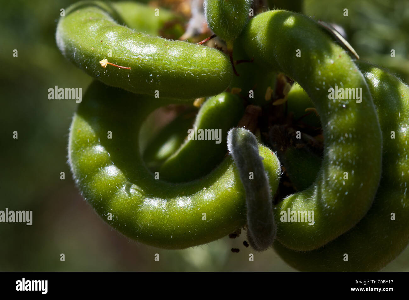 Prosopis tamarugo, commonly known Tamarugo, seeds Stock Photo