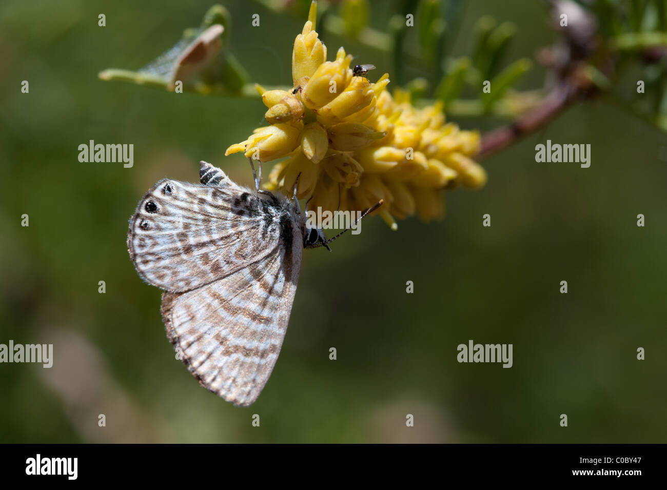 Moth on the Flower of Tamarugo Tree, Pampa del Tamarugal, Atacama Desert, Chile Stock Photo