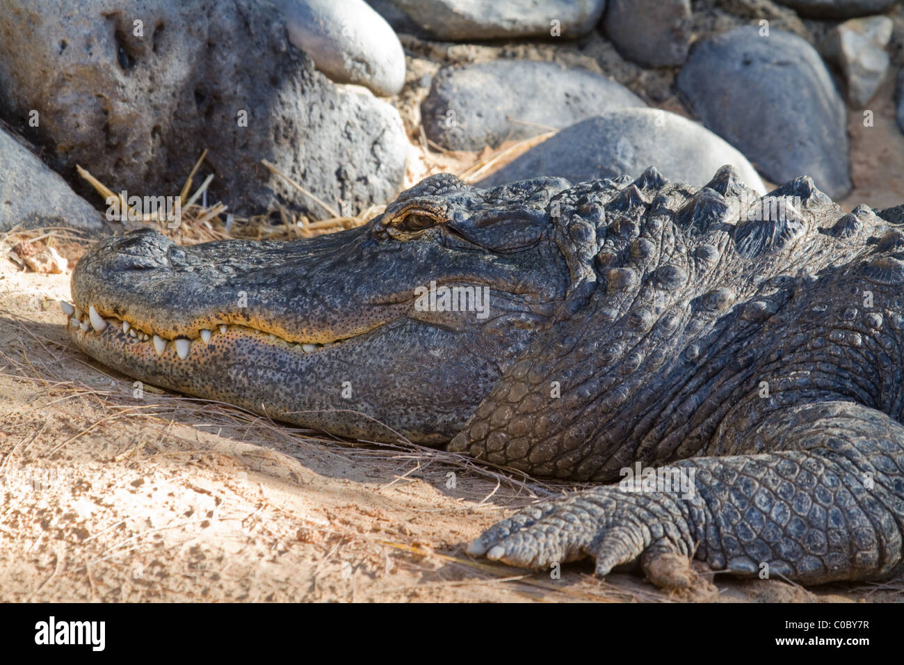 Crocodile A Large Reptile living in Australia Stock Photo Alamy