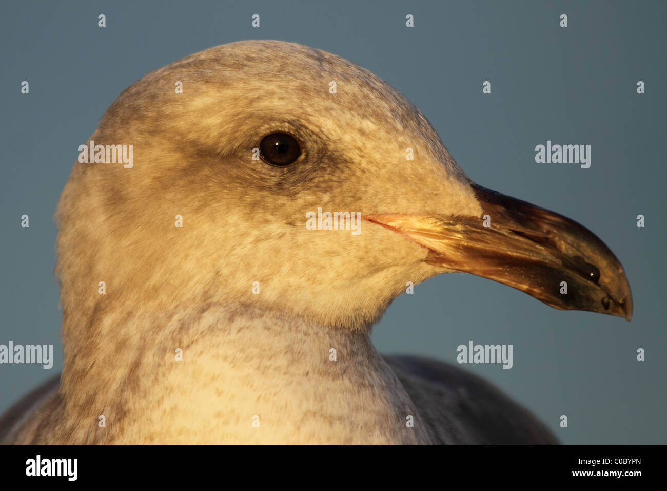 A portrait of a 2nd year Western Gull. Stock Photo