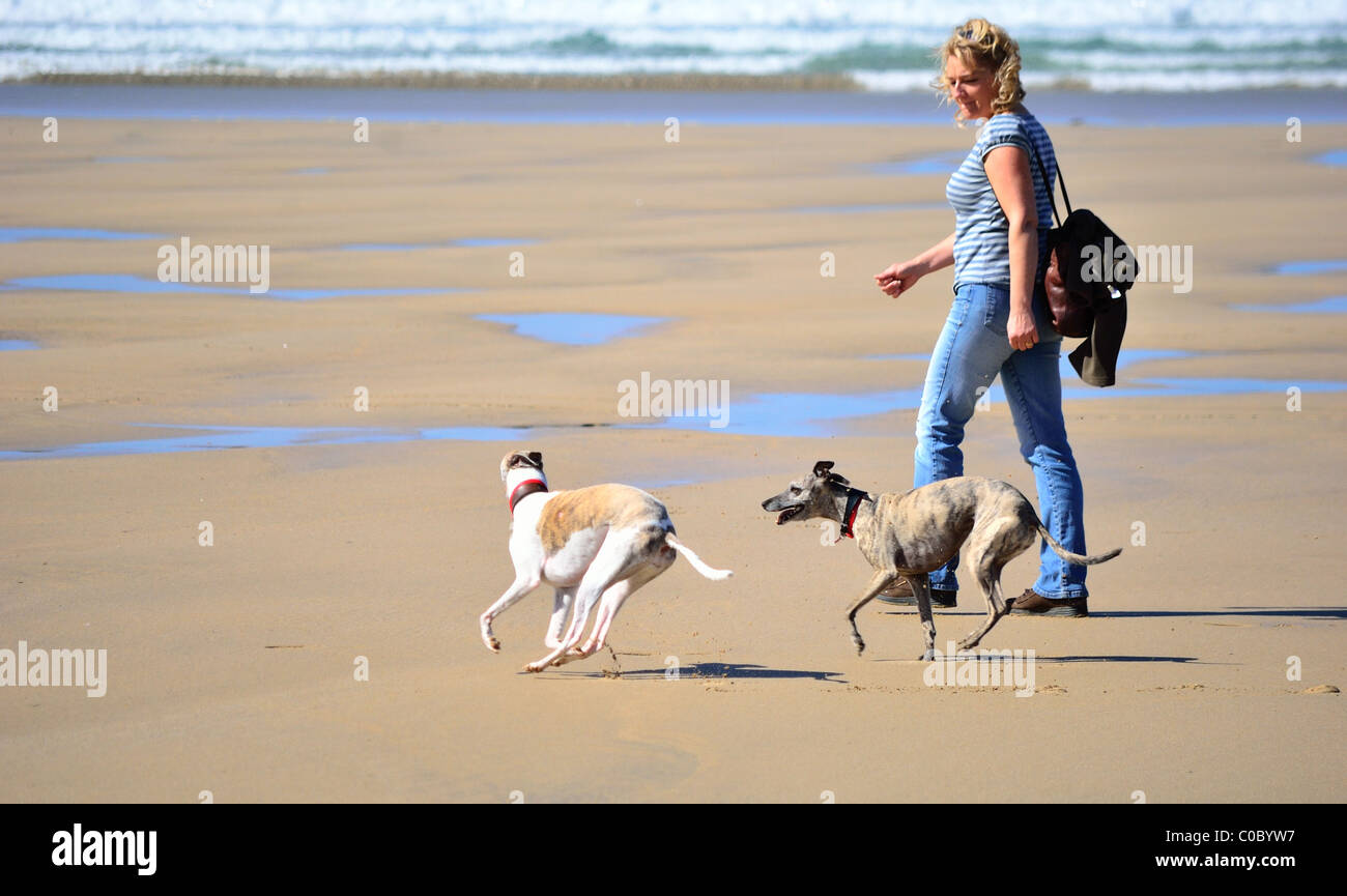 mature woman walking on sandy beach and smiling at two running whippets running Stock Photo