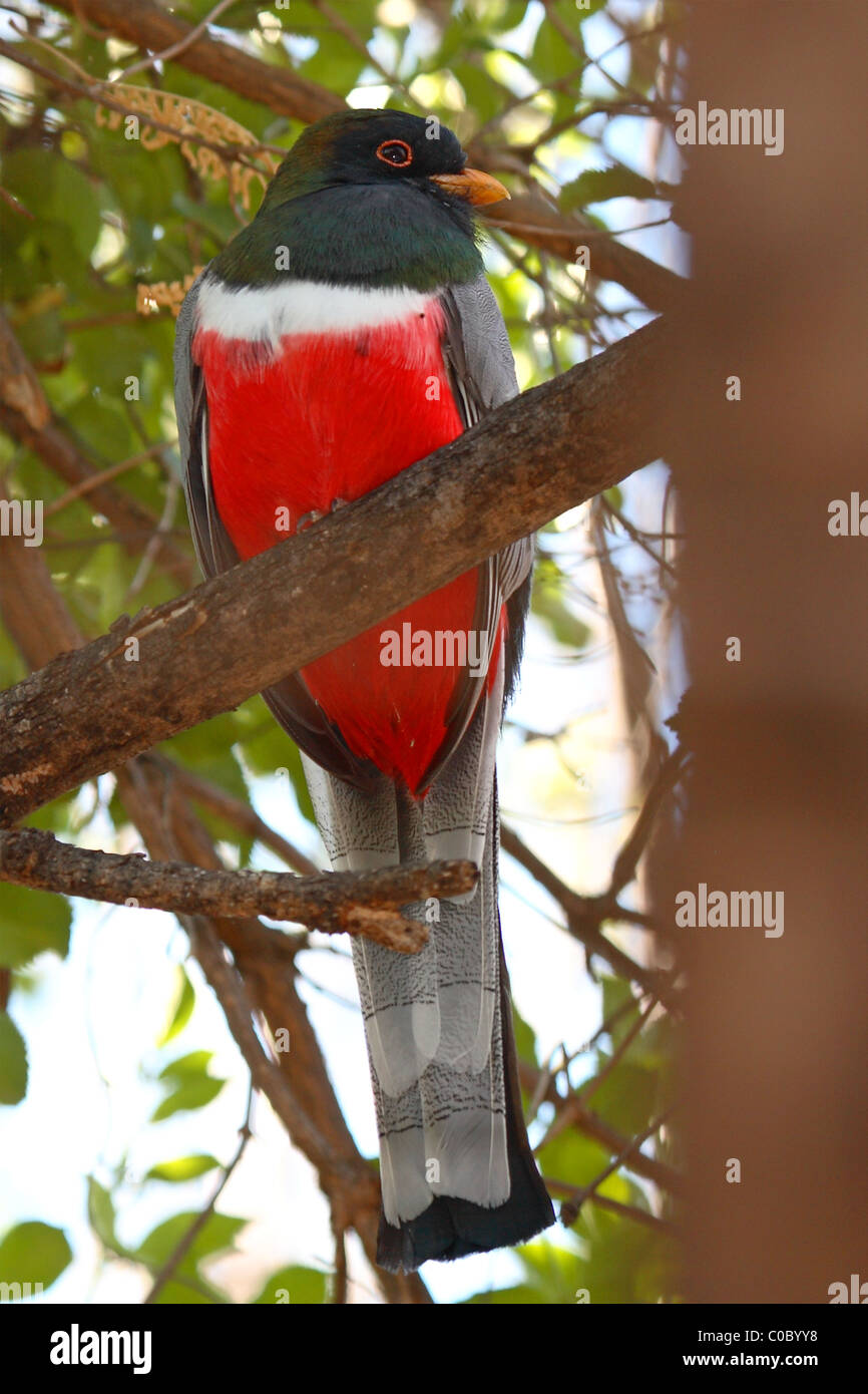 Elegant trogon hi-res stock photography and images - Alamy
