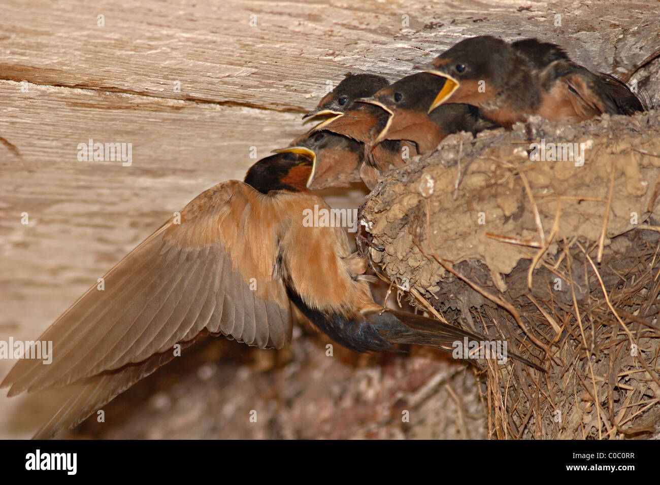 Barn Swallow Feeding A Baby While Three Others Beg Stock Photo